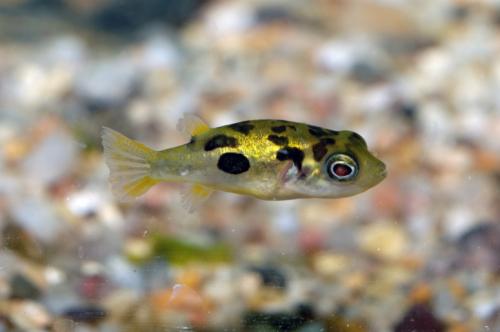 Как выбрать рыбок для нано аквариума. Какие рыбки лучше всего подходят для нано-аквариумов? 12