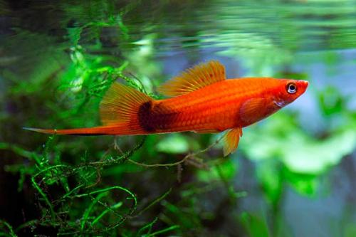 Рыбки для маленького аквариума 30 литров. Какие рыбки подойдут для аквариума на 30 литров