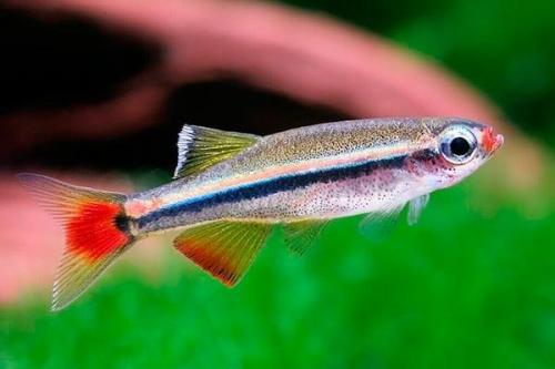 Рыбки для маленького аквариума 30 литров. Какие рыбки подойдут для аквариума на 30 литров