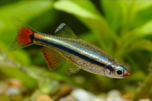 Топ-18 рыб для нано-аквариума. Маленькие рыбки для аквариума: топ-10 популярных видов