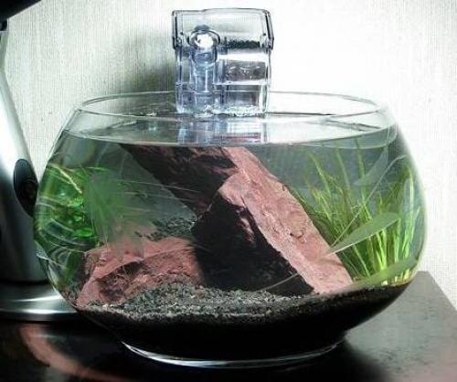 Круглый аквариум с фильтром. Круглый аквариум: особенности содержания
