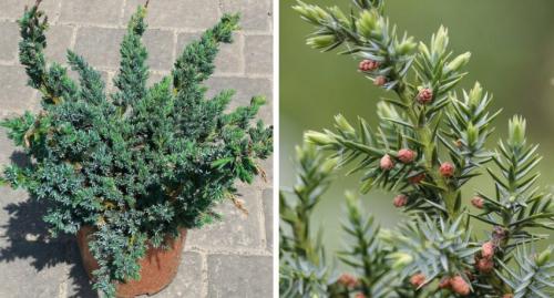 Уход за растениями в открытом грунте.  Основные способы ухода за овощными растениями в открытом грунте. 01