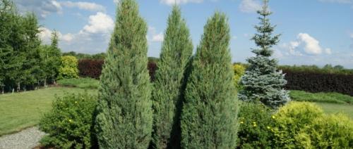 Уход за растениями в открытом грунте.  Основные способы ухода за овощными растениями в открытом грунте. 02