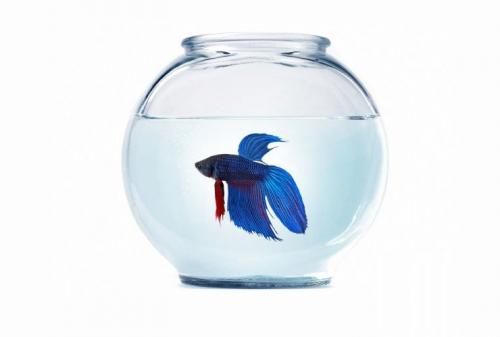 Подбор растений для круглого нано-аквариума шарика. Внешние данные 02 Подбор растений для круглого нано-аквариума шарика. Внешние данные 02