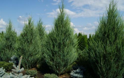 Уход за растениями в открытом грунте.  Основные способы ухода за овощными растениями в открытом грунте. 03