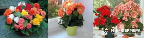 12 неприхотливых комнатных растений. Неприхотливые комнатные растения 02