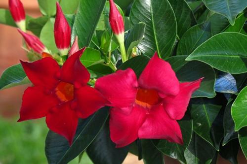 Вьющиеся или ампельные комнатные растения. Вьющиеся комнатные растения, которые цветут 01 Вьющиеся или ампельные комнатные растения. Вьющиеся комнатные растения, которые цветут 01