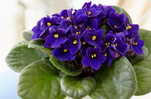 Неприхотливые комнатные растения тенелюбивые. Теневыносливые и тенелюбивые комнатные растения: 25 видов с описанием и фото