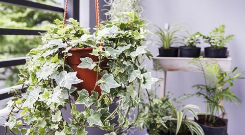 Вьющиеся или ампельные комнатные растения. Вьющиеся комнатные растения, которые цветут 09 Вьющиеся или ампельные комнатные растения. Вьющиеся комнатные растения, которые цветут 09