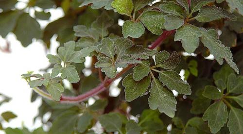 Вьющиеся или ампельные комнатные растения. Вьющиеся комнатные растения, которые цветут 06 Вьющиеся или ампельные комнатные растения. Вьющиеся комнатные растения, которые цветут 06