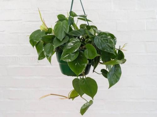 Комнатные вьющиеся растения. Декоративно-лиственные растения с вьющимися листьями