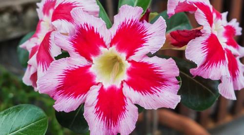 12 неприхотливых комнатных растений. Неприхотливые комнатные растения 09