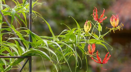 Вьющиеся или ампельные комнатные растения. Вьющиеся комнатные растения, которые цветут 05 Вьющиеся или ампельные комнатные растения. Вьющиеся комнатные растения, которые цветут 05