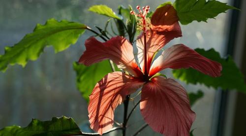 12 неприхотливых комнатных растений. Неприхотливые комнатные растения 11