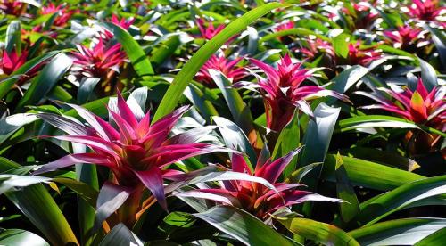 12 неприхотливых комнатных растений. Неприхотливые комнатные растения 13