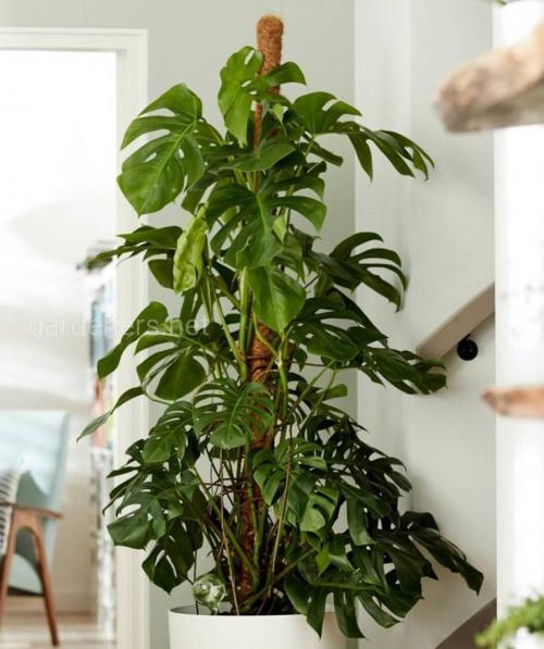 Комнатные вьющиеся растения. Декоративно-лиственные растения с вьющимися листьями