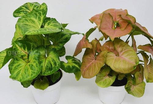 Комнатные вьющиеся растения. Декоративно-лиственные растения с вьющимися листьями