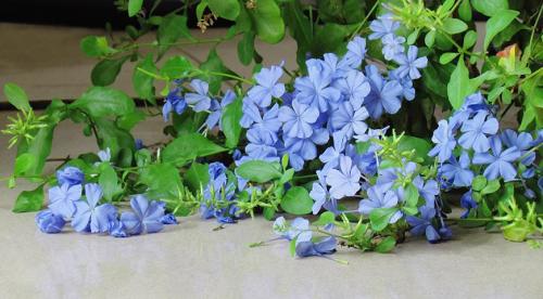 Вьющиеся или ампельные комнатные растения. Вьющиеся комнатные растения, которые цветут 10 Вьющиеся или ампельные комнатные растения. Вьющиеся комнатные растения, которые цветут 10