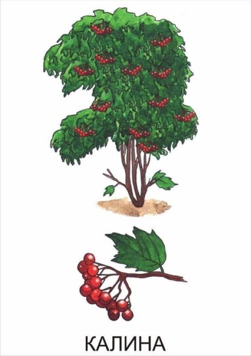 Кустарники названия для детей. Обучающие карточки Кустарники