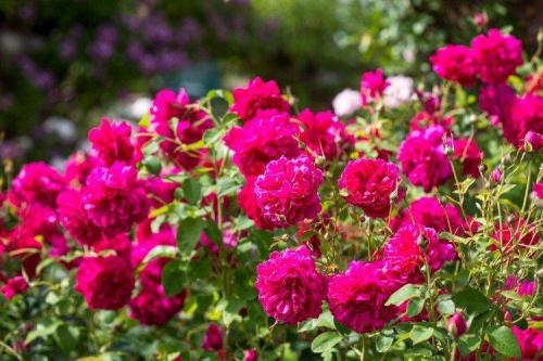 Кустарники: виды и названия. Декоративные кустарники: названия, фото и описания (каталог)