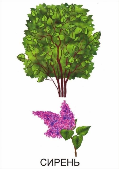 Кустарники названия для детей. Обучающие карточки Кустарники
