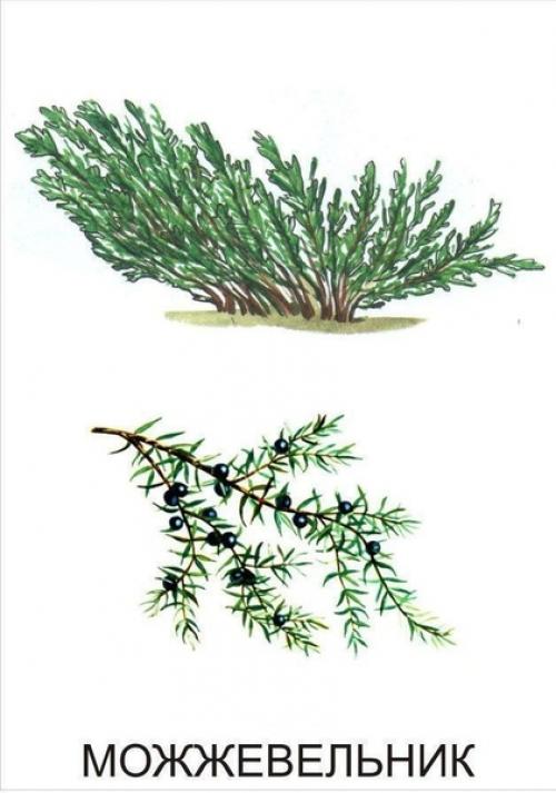 Кустарники названия для детей. Обучающие карточки Кустарники