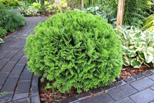 Кустарники: виды и названия. Декоративные кустарники: названия, фото и описания (каталог)