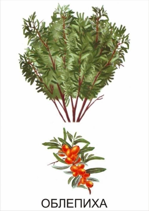 Кустарники названия для детей. Обучающие карточки Кустарники