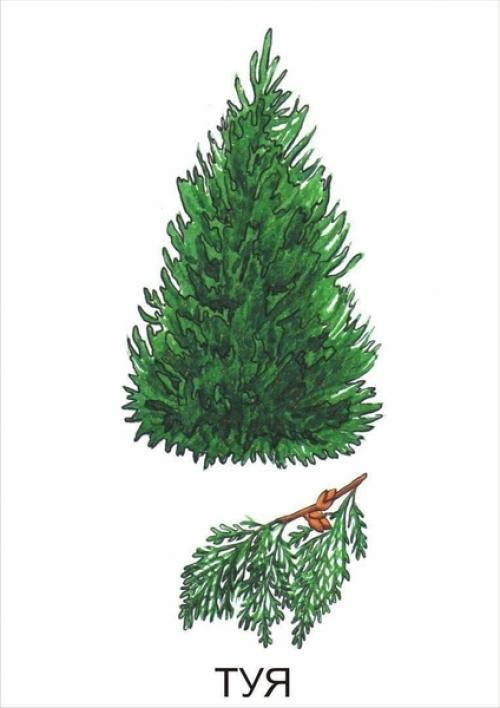 Кустарники названия для детей. Обучающие карточки Кустарники