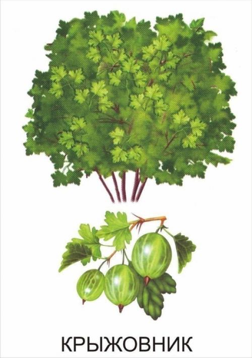 Кустарники названия для детей. Обучающие карточки Кустарники