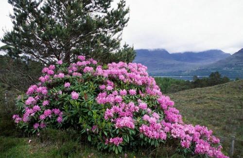 Кустарники названия. Вечнозеленые кустарники