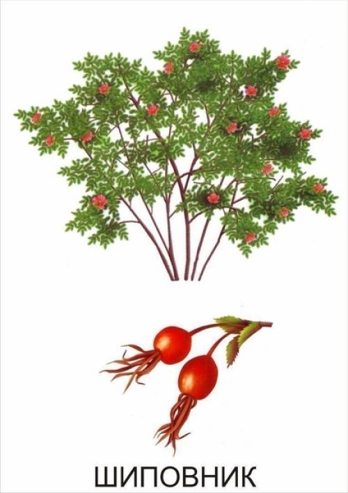 Кустарники названия для детей. Обучающие карточки Кустарники