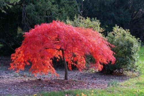 Кустарники: виды и названия. Декоративные кустарники: названия, фото и описания (каталог)