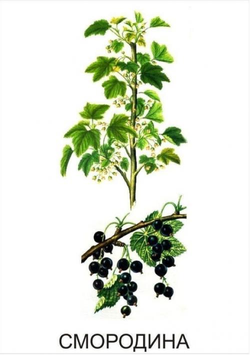 Кустарники названия для детей. Обучающие карточки Кустарники