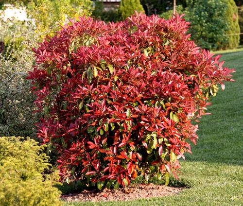 Кустарники названия. Вечнозеленые кустарники