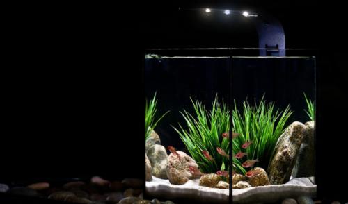 Нано аквариум, какие бывают, как запустить и ухаживать. Жильцы