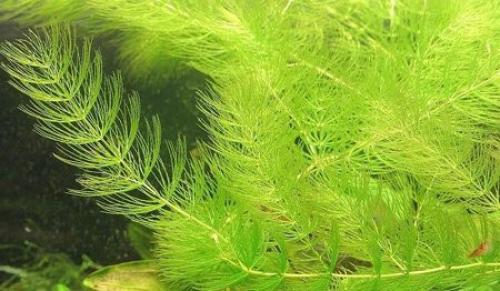 Аквариумные растения, плавающие. Плавающие аквариумные растения