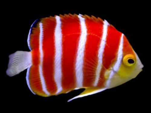 16 лучших аквариумных рыбок. ТОП-16 лучших аквариумных рыбок 14