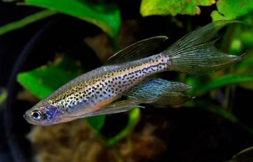 16 лучших аквариумных рыбок. ТОП-16 лучших аквариумных рыбок 30 16 лучших аквариумных рыбок. ТОП-16 лучших аквариумных рыбок 30