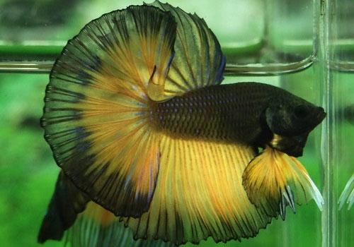 16 лучших аквариумных рыбок. ТОП-16 лучших аквариумных рыбок 22 16 лучших аквариумных рыбок. ТОП-16 лучших аквариумных рыбок 22