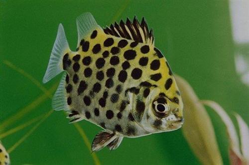 Крупные мирные аквариумные рыбки. Другие миролюбивые рыбки