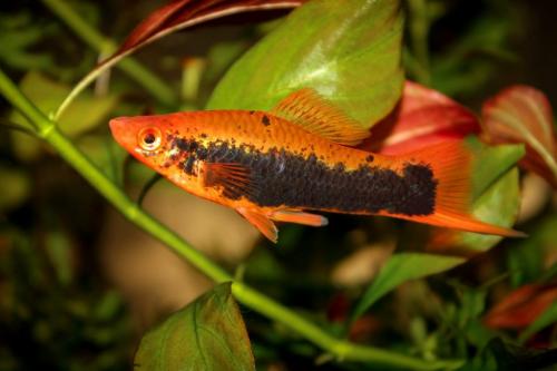 16 лучших аквариумных рыбок. ТОП-16 лучших аквариумных рыбок