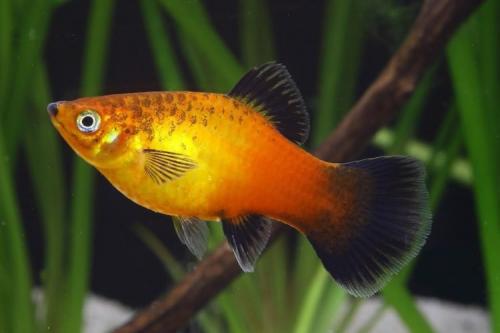 16 лучших аквариумных рыбок. ТОП-16 лучших аквариумных рыбок