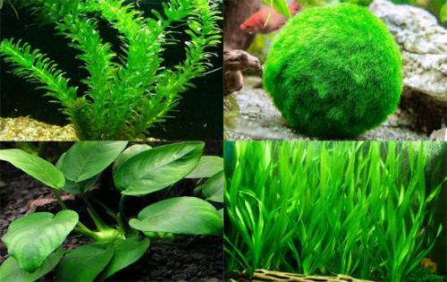 Аквариумные растения каталог. Самые неприхотливые аквариумные растения для начинающих: список с фото, названиями и описанием