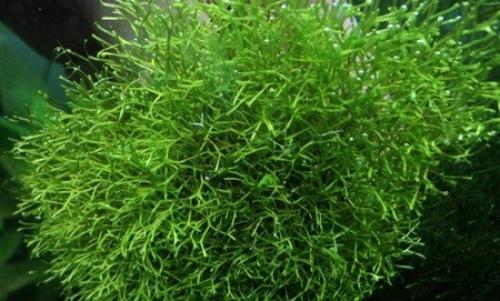 Аквариумные растения, плавающие. Плавающие аквариумные растения