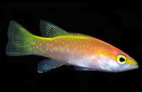 16 лучших аквариумных рыбок. ТОП-16 лучших аквариумных рыбок 12