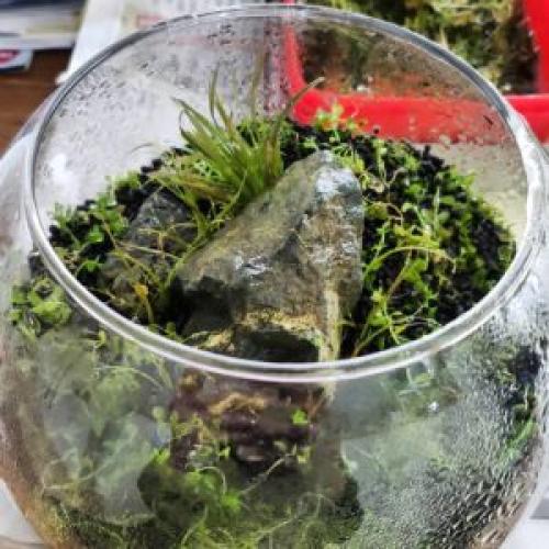 Живые растения для аквариума. Растения в аквариум подходящие даже новичкам