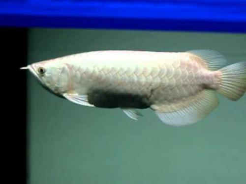 16 лучших аквариумных рыбок. ТОП-16 лучших аквариумных рыбок 16