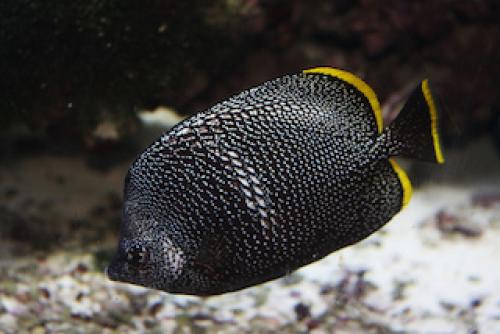 16 лучших аквариумных рыбок. ТОП-16 лучших аквариумных рыбок 09