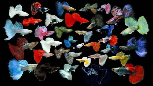 16 лучших аквариумных рыбок. ТОП-16 лучших аквариумных рыбок 05 16 лучших аквариумных рыбок. ТОП-16 лучших аквариумных рыбок 05